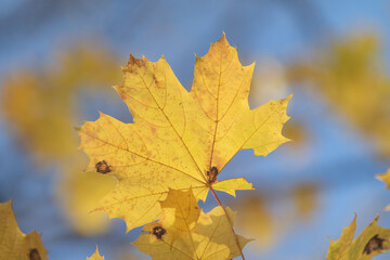 Naklejka na ściany i meble Autumn, bright leaves of trees close-up, landscape.