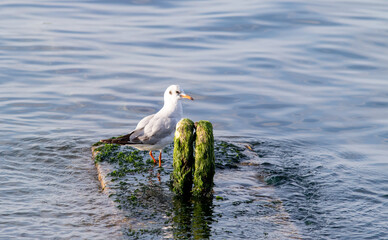 White seagull sits on the water on the surface of the sea, close-up.