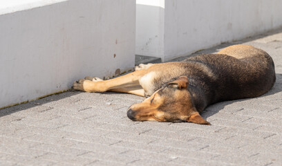 The dog on the street lies under the sun on the ground.