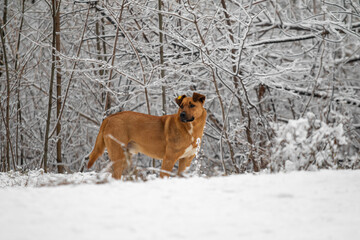 Dog on the street in winter.