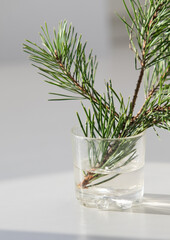 Fir branch in a glass on a white background.