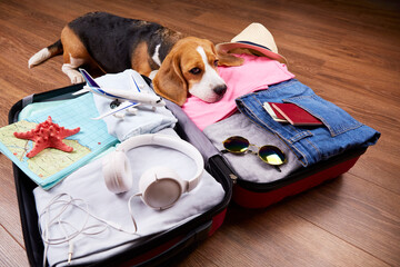 A beagle dog is lying on an open suitcase with things and accessories for a vacation. Summer...