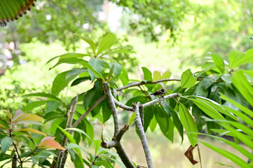 Beautiful black bird on tree with natural background at Thailand.