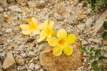 Bright yellow flowers bloom in rainy season.