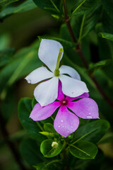 During the rainy season, we see purple flowers blooming on the edge of the fence.