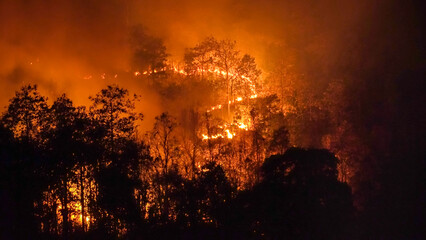 Fototapeta Wildfire disaster in tropical forest caused by human obraz