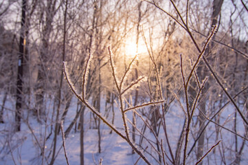 木の枝に霜がついた冬の森に朝日が射す。