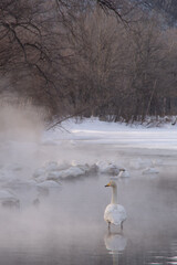 朝靄の中の湖に佇む白鳥。北海道の屈斜路湖で。