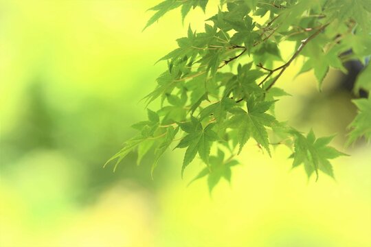 青紅葉 Images Browse 2 926 Stock Photos Vectors And Video Adobe Stock