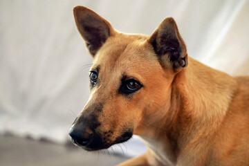 the intelligent look of a lonely red dog, mongrel or terrier. sad eyes of a pet. taking care of pets