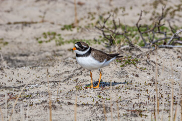 Ringed Plover (Charadrius hiaticula) in Barents Sea coastal area, Russia
