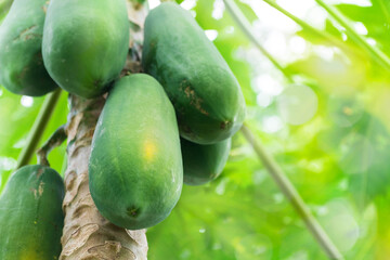 Fresh green papaya fruit hanging from branch. papaya tree garden and healthy food concept, group of papaya, macro