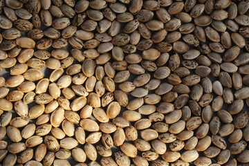 Hamp seeds macro. Cannabis harvest