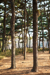 A walkway with trees in the park.
