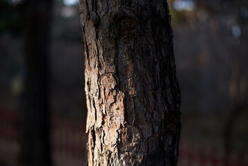 This is the epidermis of the pine tree.
