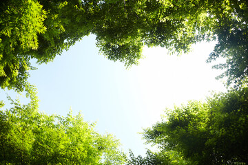 The blue sky and trees seen from the park.
