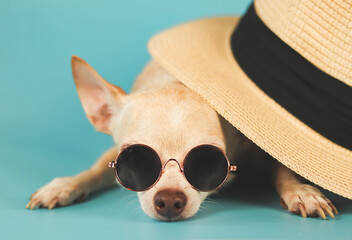  sleepy brown chihuahua dog wearing sunglasses lying down under straw hat on blue background....