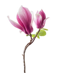 Magnolia liliiflora flower on branch with leaves, Lily magnolia flower isolated on white background...