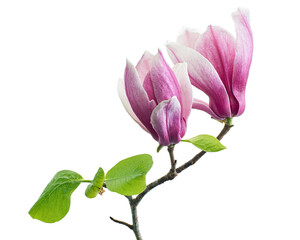 Magnolia liliiflora flower on branch with leaves, Lily magnolia flower isolated on white background with clipping path 