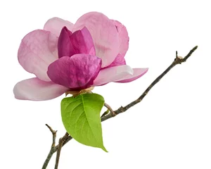 Gardinen Purple magnolia flower, Magnolia felix isolated on white background, with clipping path © Dewins