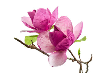 Purple magnolia flower, Magnolia felix isolated on white background, with clipping path