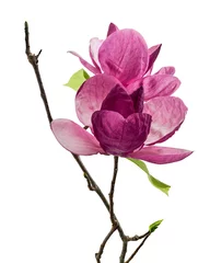 Fotobehang Purple magnolia flower, Magnolia felix isolated on white background, with clipping path © Dewins