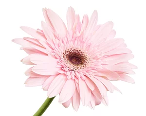 Foto op Plexiglas Pink Barberton daisy flower, Gerbera jamesonii, isolated on white background, with clipping path    © Dewins