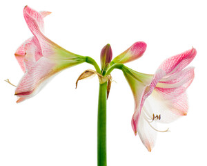 Hippeastrum or Amaryllis flowers ,Pink amaryllis flowers isolated on white background, with clipping path 