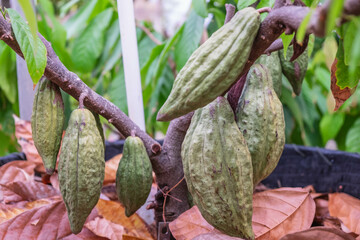 Fresh cocoa fruit at cacao tree