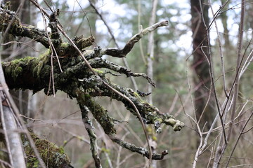 Tree Roots Torn Up from Ground Dangling Freely in Woods