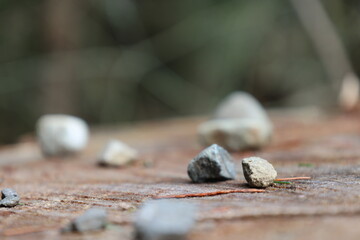 Two Small Rocks Resting on Wood Stump Surface in the Forest
