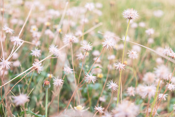 Grass flower background in summer