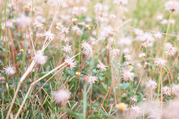 Grass flower background in summer