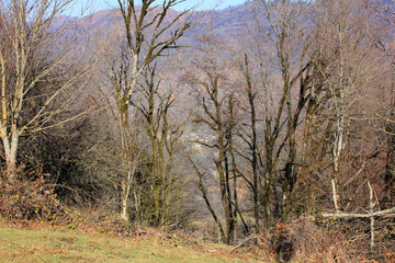 Green meadow in the spring forest.