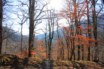 Trees with red leaves in the autumn forest.