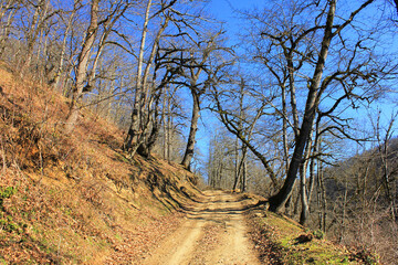 Beautiful road in the autumn forest.