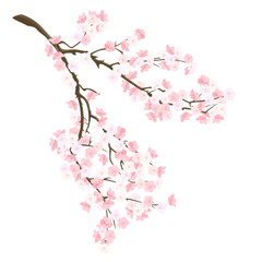 Sakura branch, vector illustration.