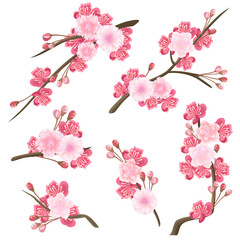 Set of blooming sakura branches,  hand drawn vector illustrations, isolated on white.