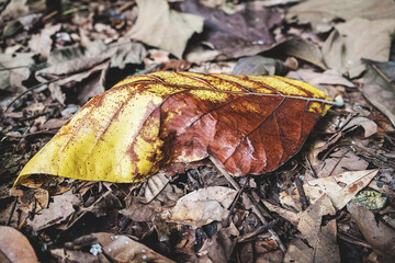 The background of the dry leaves that fell to the ground