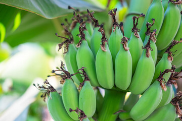 .Raw green bananas from banana trees
