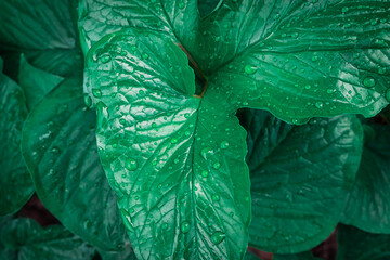 Background of leaves with water drops in the rainy season