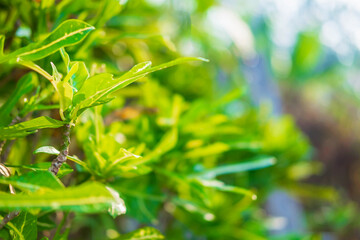 Closeup nature green leaf fresh wallpaper concept.