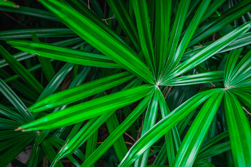 Green palm leaf background