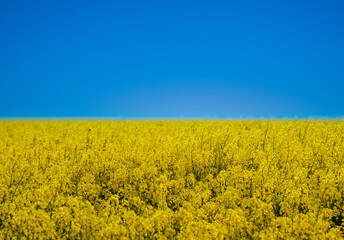 Obraz premium colors of Ukraine in a field of yellow flowers and blue sky