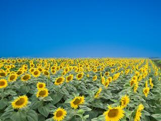 colors of Ukraine in a field of yellow flowers and blue sky
