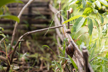 Naklejka na ściany i meble Slug and snail crawling on the bamboo fence and plant in the Asian garden.