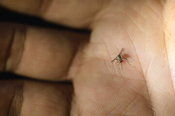 Obraz premium Fresh blood dying mosquito body from smash on the hand.