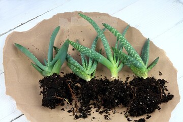 Replanting of aloe vera. Home gardening. Transplanting of aloe vera, plants on brown paper, white table.