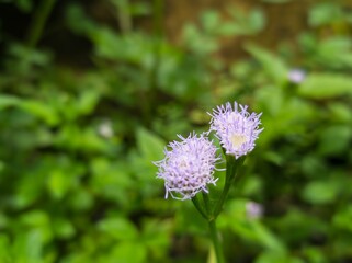 beautiful flowers from plants or weeds with the Latin name Praxelis cleamtidea