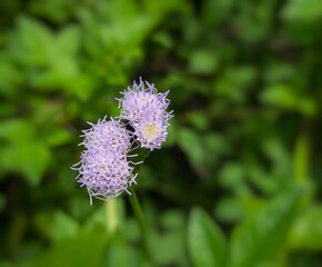 beautiful flowers from plants or weeds with the Latin name Praxelis cleamtidea